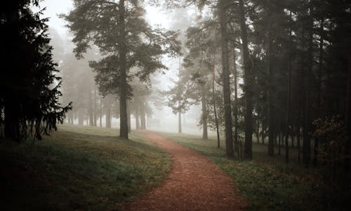 Footpath in a Forest