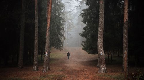 Free Mystical forest path in fog with a solitary figure walking amidst towering trees. Stock Photo