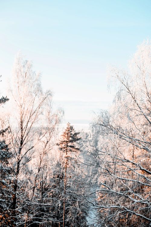 Free Serene winter landscape of a snow-covered forest with frost-covered trees and clear sky. Stock Photo