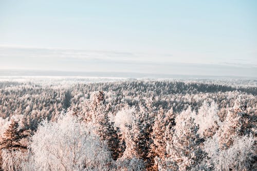 Deep Forest in Winter