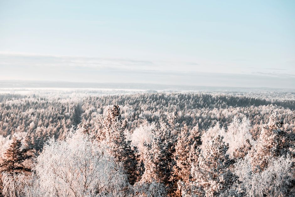 Serene aerial view of a snow-covered forest during winter, showcasing natural beauty and tranquility.