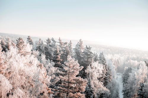 Základová fotografie zdarma na téma hluboký, les, příroda