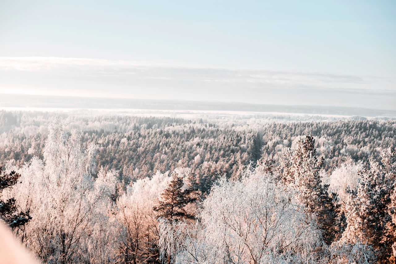 a stunning aerial panorama capturing a frosty winter forest covered in