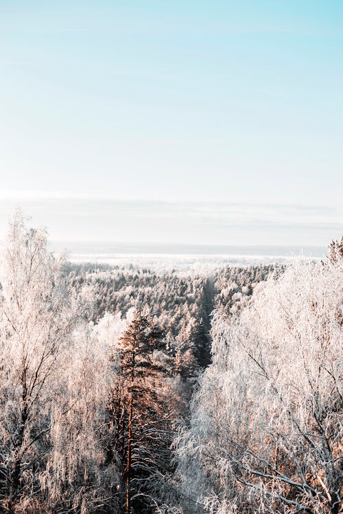 Aerial View of Frosty Trees