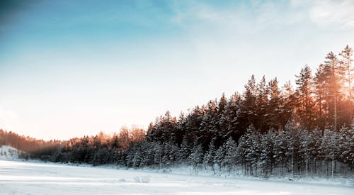 View of a Field and Forest Covered in Snow 