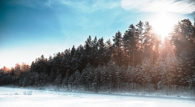 Winter forest with sunlight filtering through snow-covered trees, peaceful and serene.