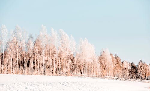 Gratis stockfoto met bevroren, blauwe lucht, bomen
