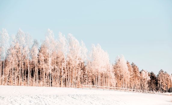 Beautiful winter scene showcasing frost-covered trees against a clear sky.