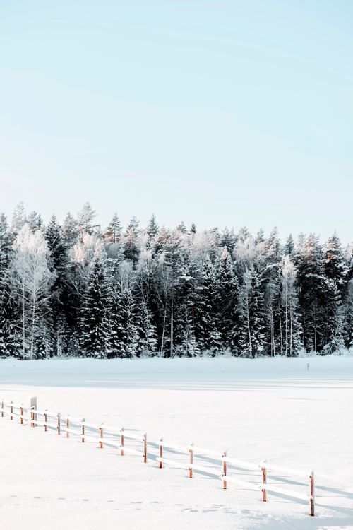Free Peaceful winter landscape with snow-covered trees and clear sky. Stock Photo