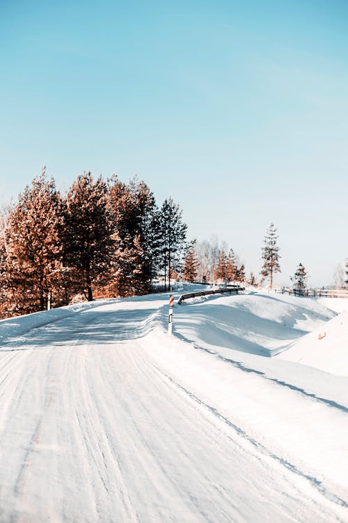 View of a Road and Trees Covered in Snow 