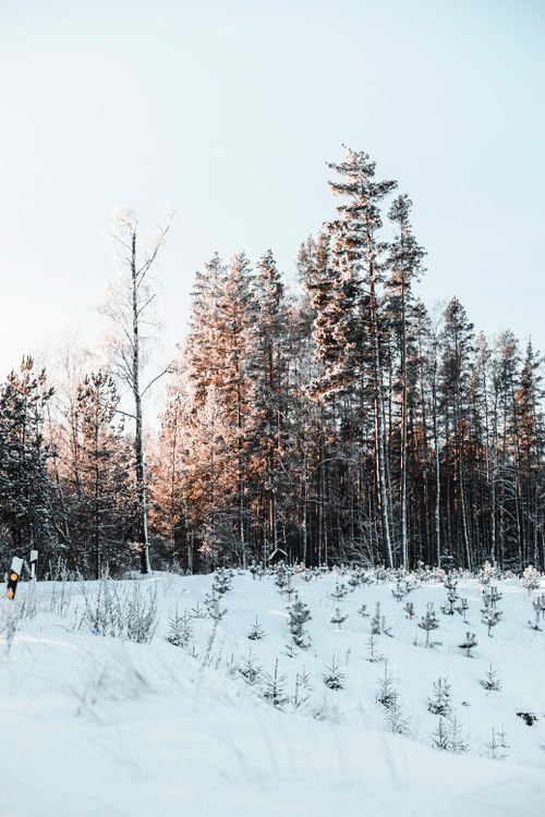 Free Tranquil winter scene of a snow-covered forest with tall trees at sunrise. Stock Photo