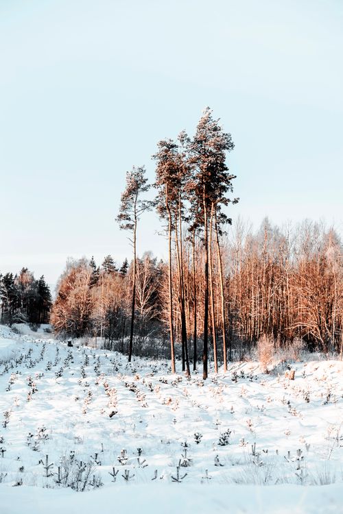 Free A serene winter landscape with tall trees and a snow-covered field at sunrise. Stock Photo