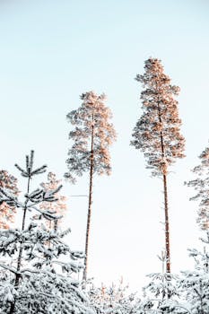 Majestic tall trees covered in snow against a clear winter sky, showcasing natural beauty.