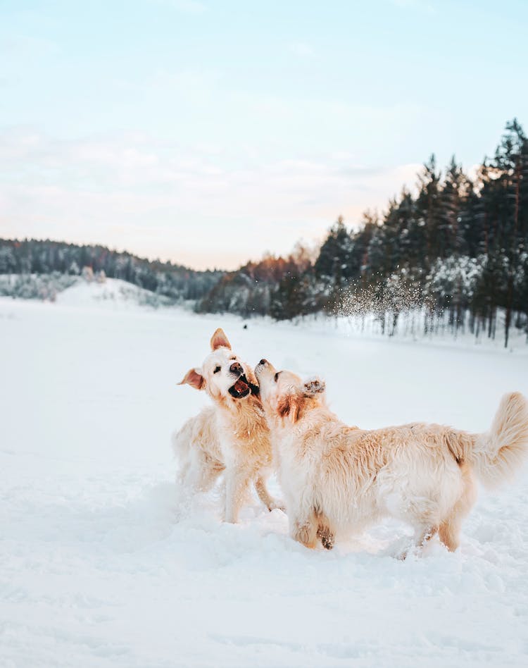 Saint Bernard Dogs Playing In Snow