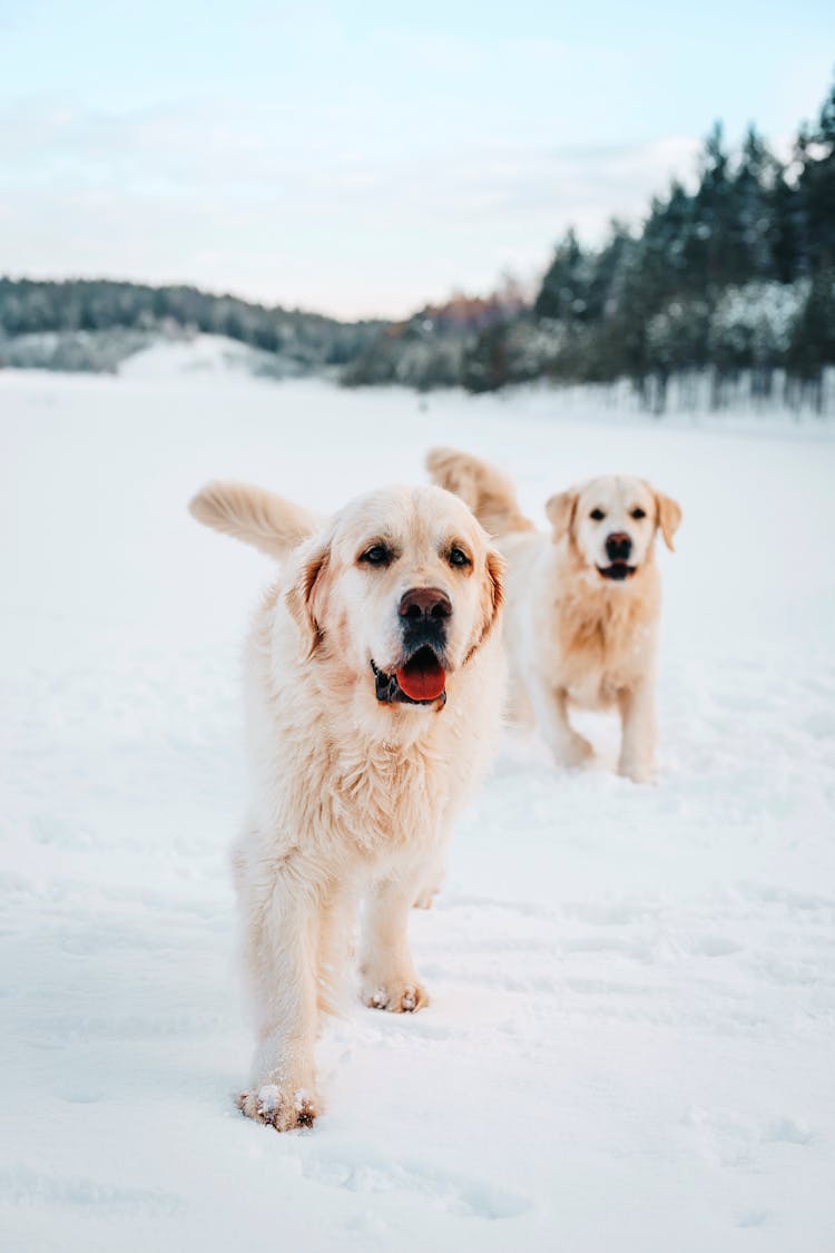 Saint Bernard Dogs On Snow