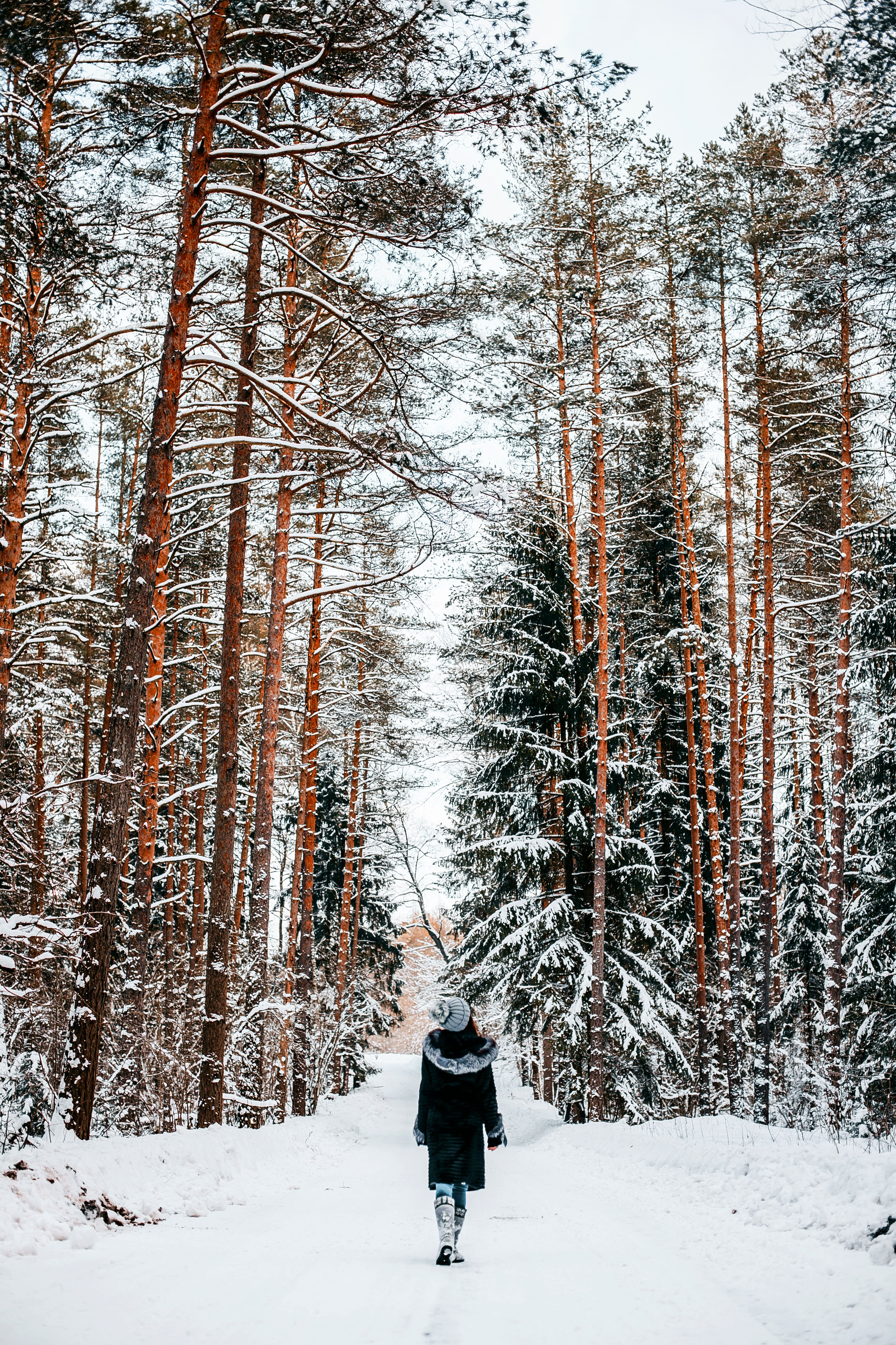 A Woman Walking in a Snowy Forest · Free Stock Photo