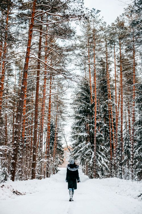 Free A woman walks along a snowy path in a scenic winter forest with tall trees. Stock Photo