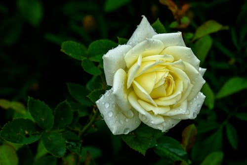 Raindrops on White Rose