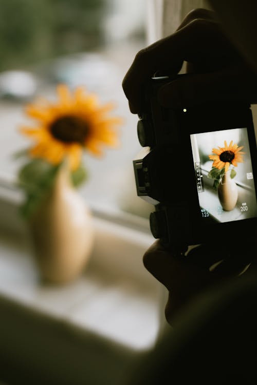 ayçiçeği, çiçek, dijital kamera içeren Ücretsiz stok fotoğraf