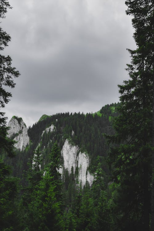 Overcast over Deep Forest