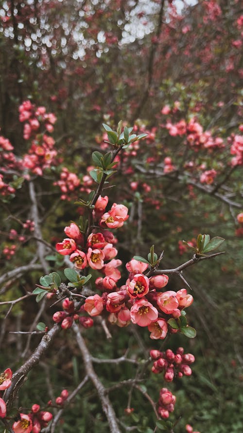 Blossoming Spring Quince Tree