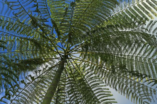 Vibrant green tree fern leaves stretch towards the sky, capturing the essence of tropical nature.
