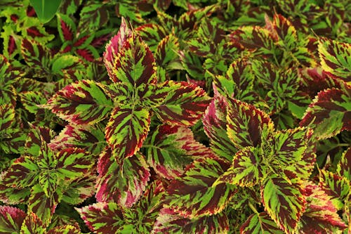 Red and Green Leaves of Coleus Plant