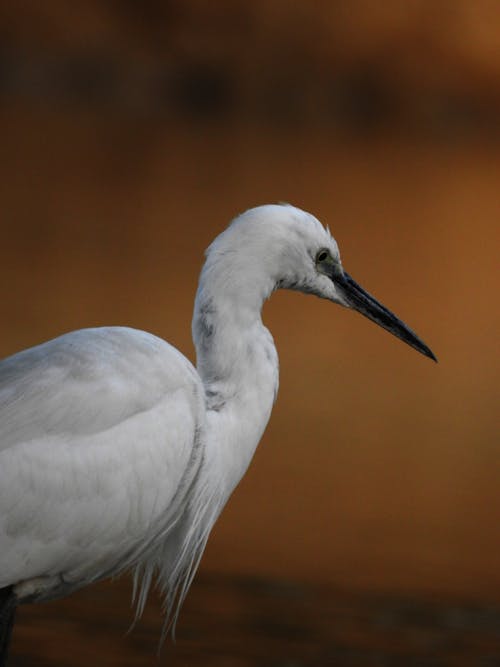 White Egret Bird