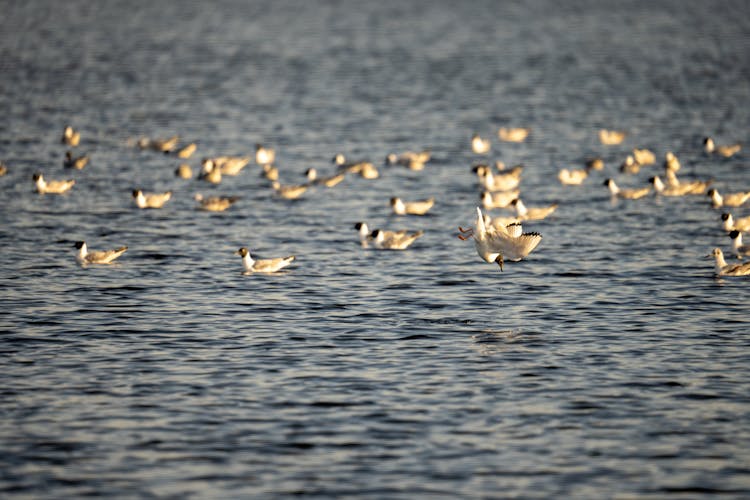 Seagull Swimming On Sea