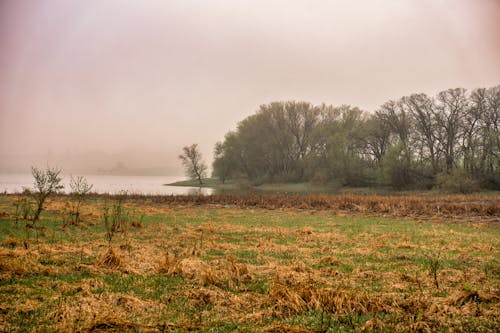 Gratuit Imagine de stoc gratuită din arbori, câmp, ceață Fotografie de stoc
