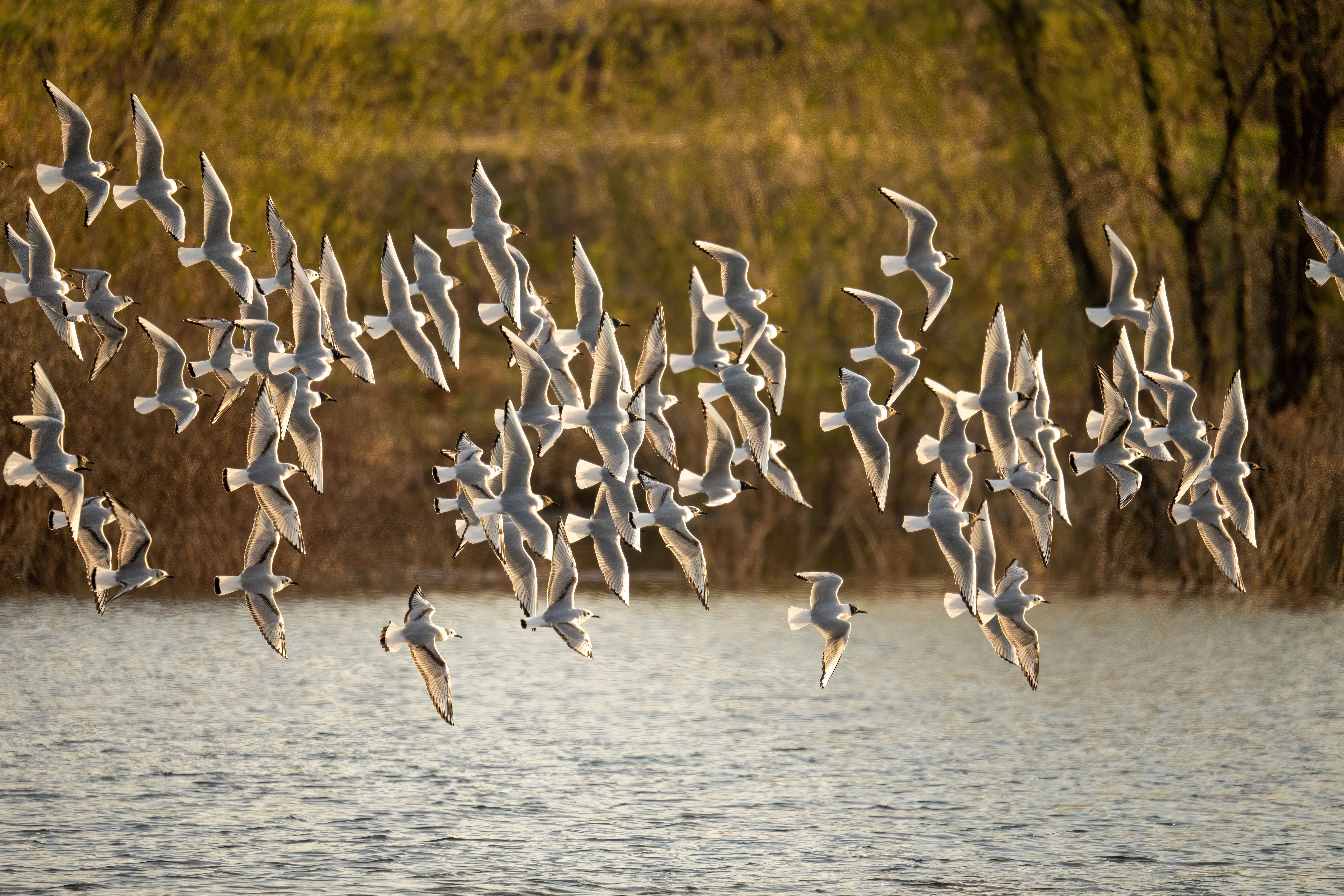 Flock of Black Headed Gulls · Free Stock Photo
