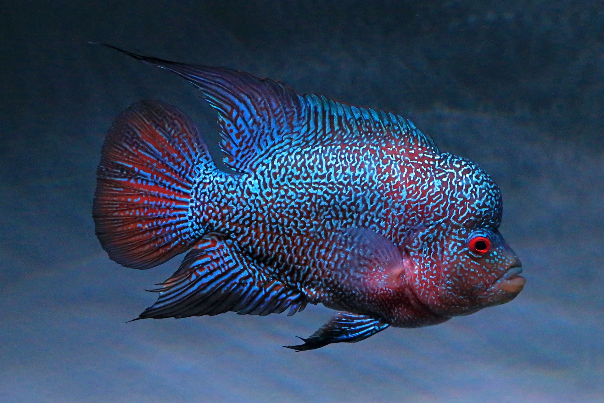 Close-up of a Texas Cichlid Fish