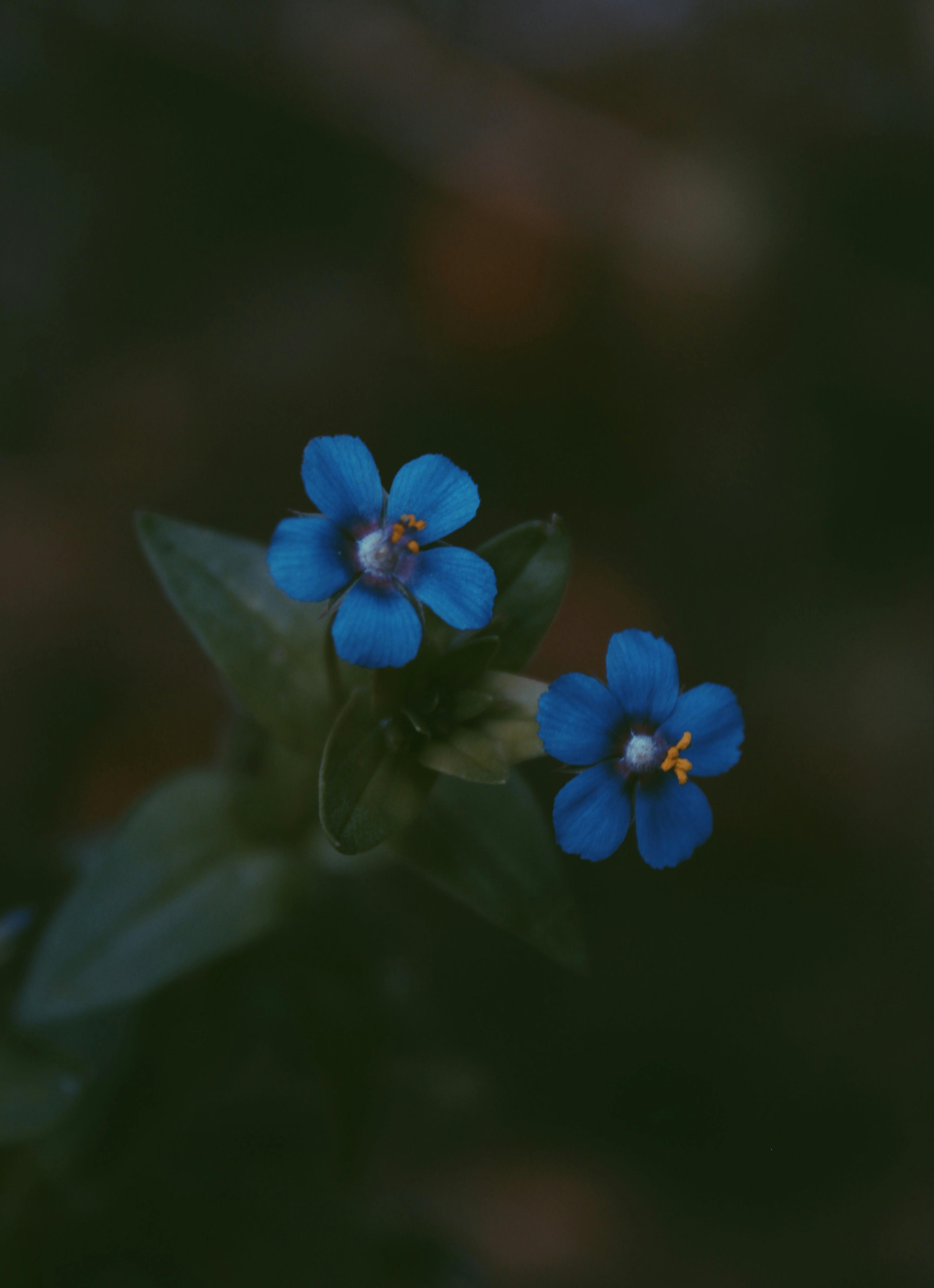 2つの青い5枚の花びらの花 無料の写真素材