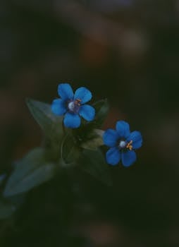 两朵蓝色野花的特写，花瓣精致，周围绿叶环绕，美丽动人