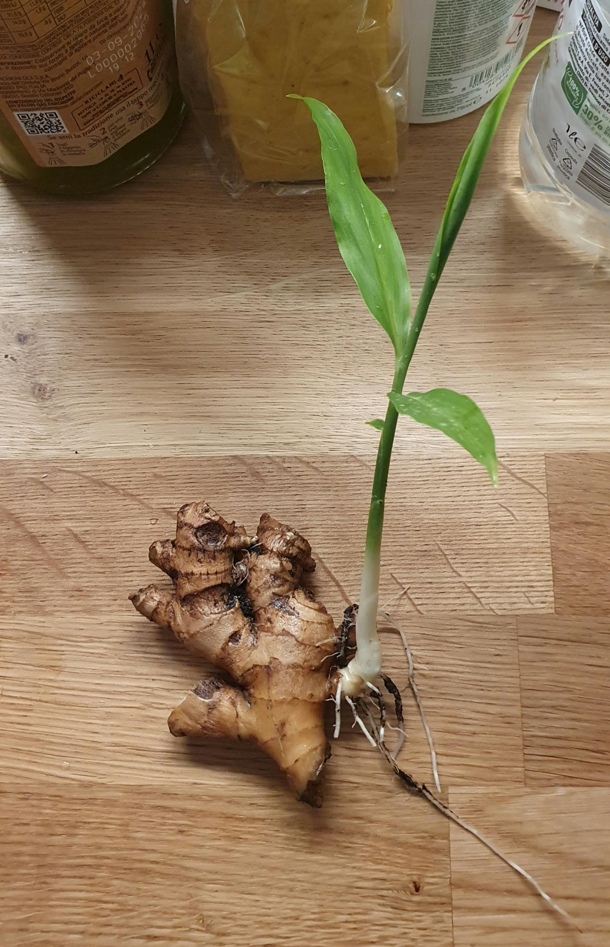healthy ginger turmeric rhizomes sprouting