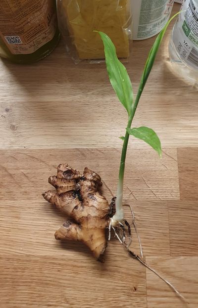 Fresh ginger root and warm beverages on a kitchen table