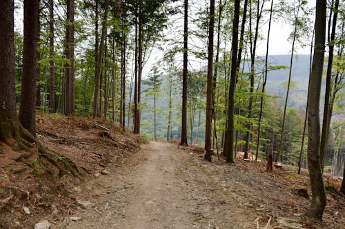 Gratis stockfoto met berg, bomen, Bos