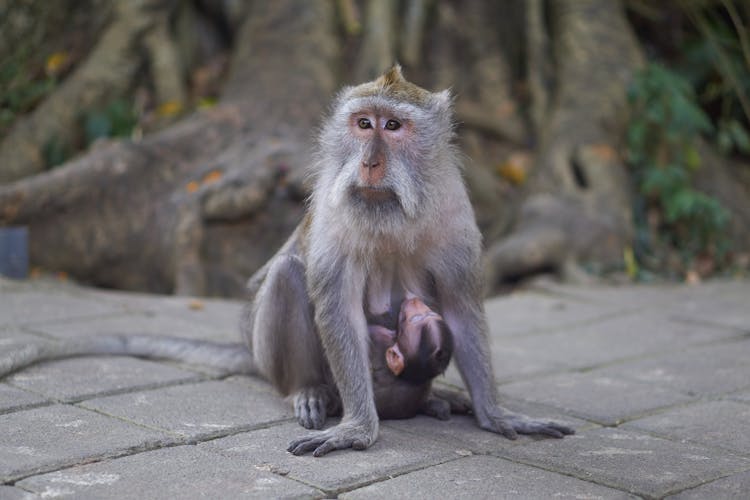 Monkey Breastfeeding Her Infant 