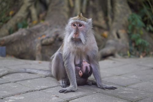 Free A mother monkey breastfeeding her baby in a natural outdoor setting, showcasing wildlife and motherhood. Stock Photo
