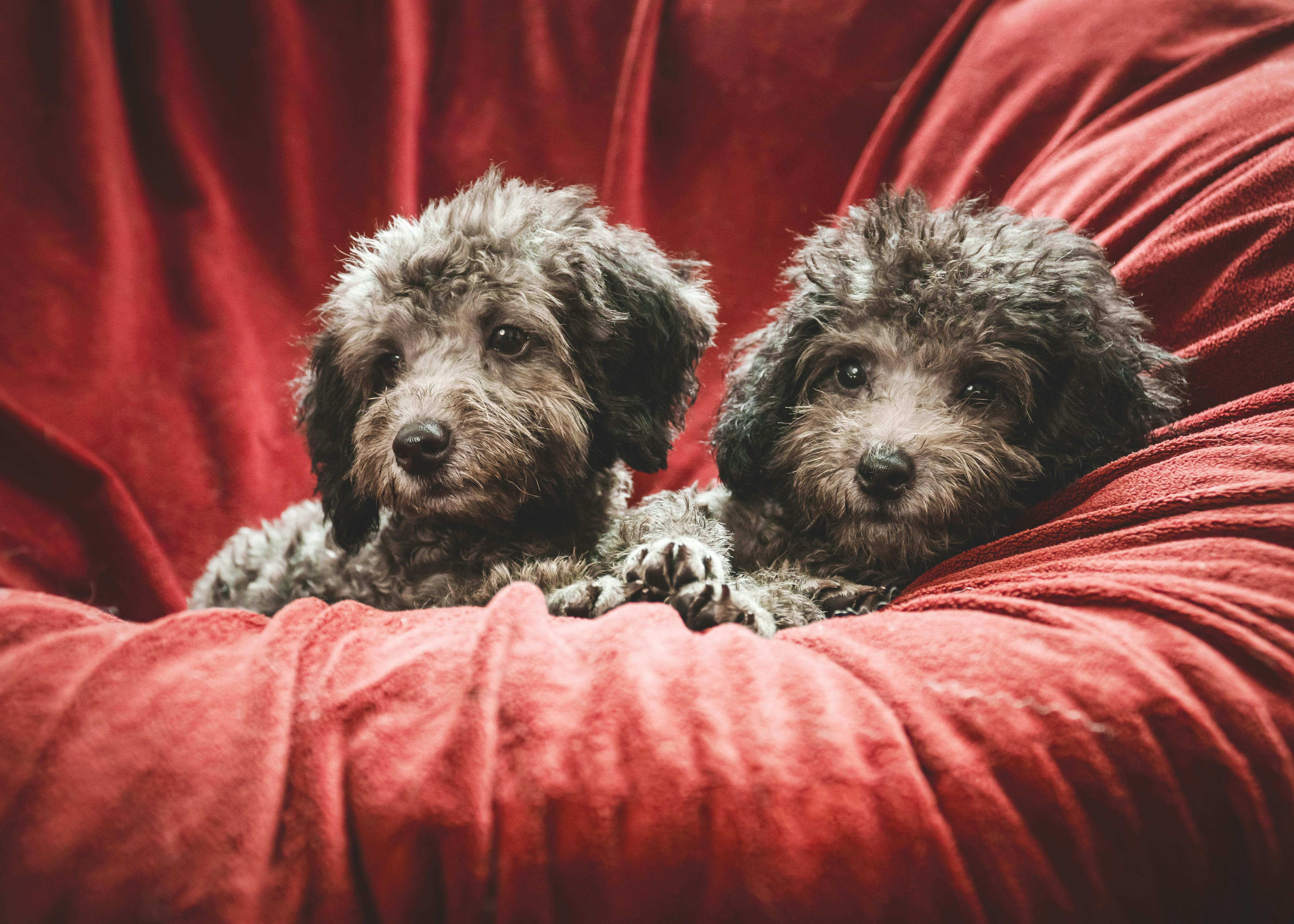 Cute Poodle Dogs Lying on Pillow