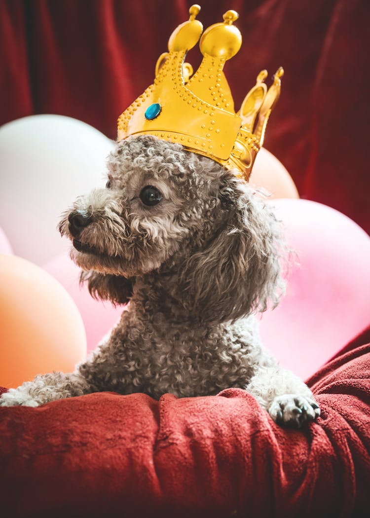 Cute Dog In Crown Sitting On Pillow