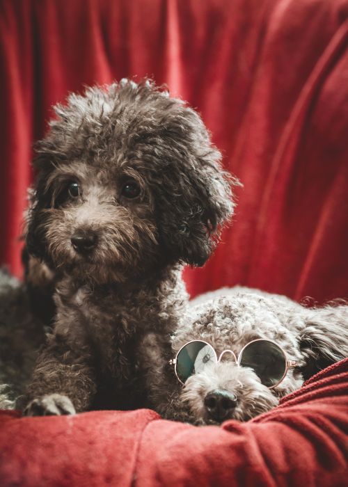 Free Two cute poodles, one wearing sunglasses, lounging on a plush red couch. Stock Photo