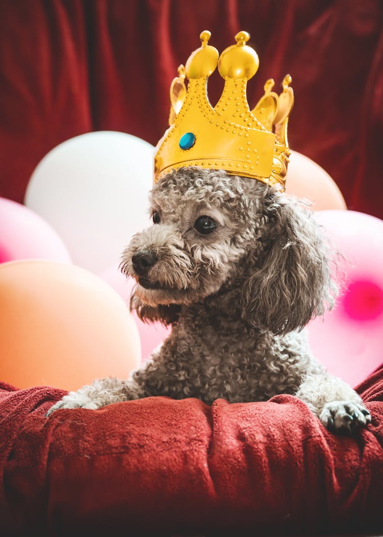 Poodle In Toy Crown