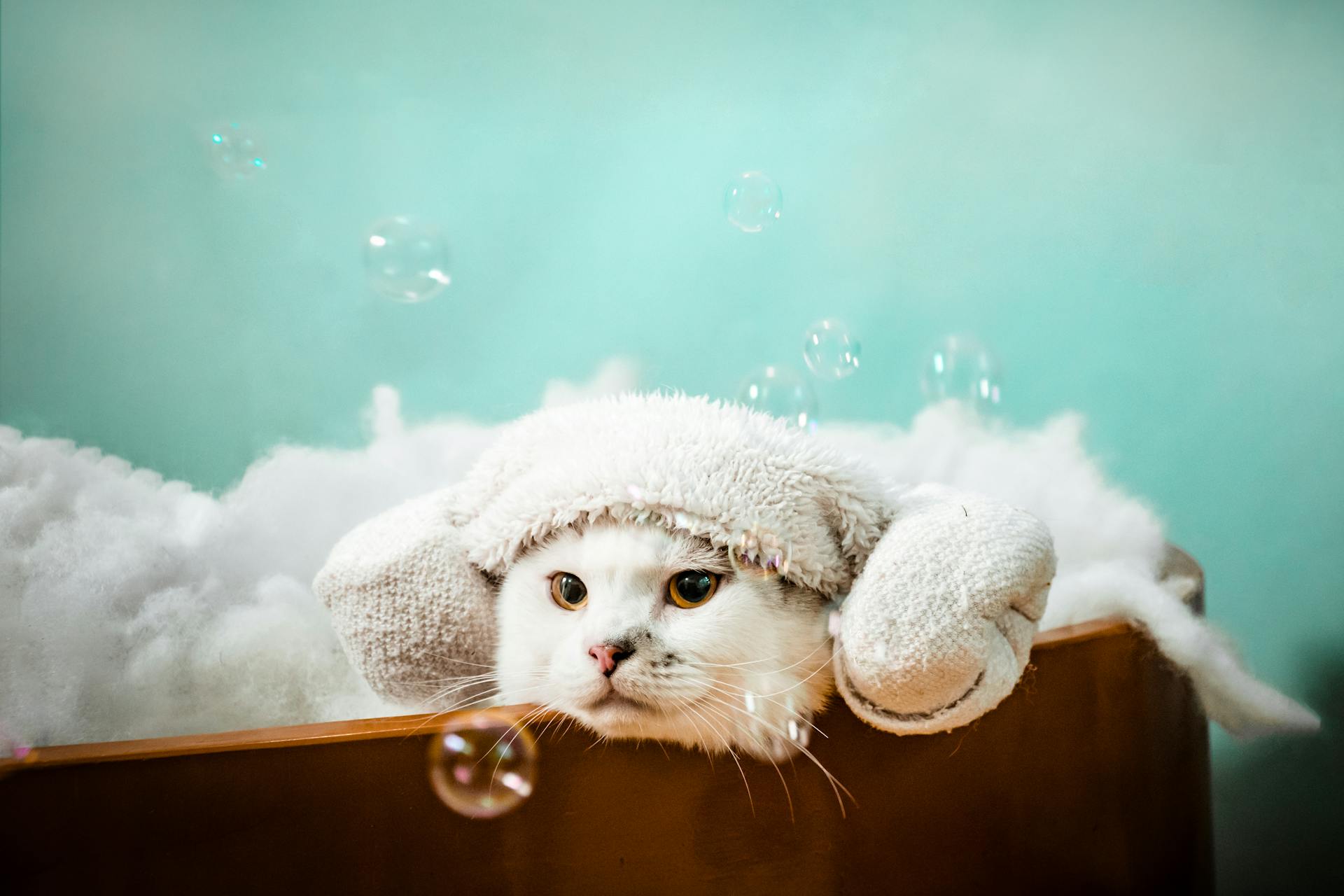 Cute White Cat in Pet Bath with Foam