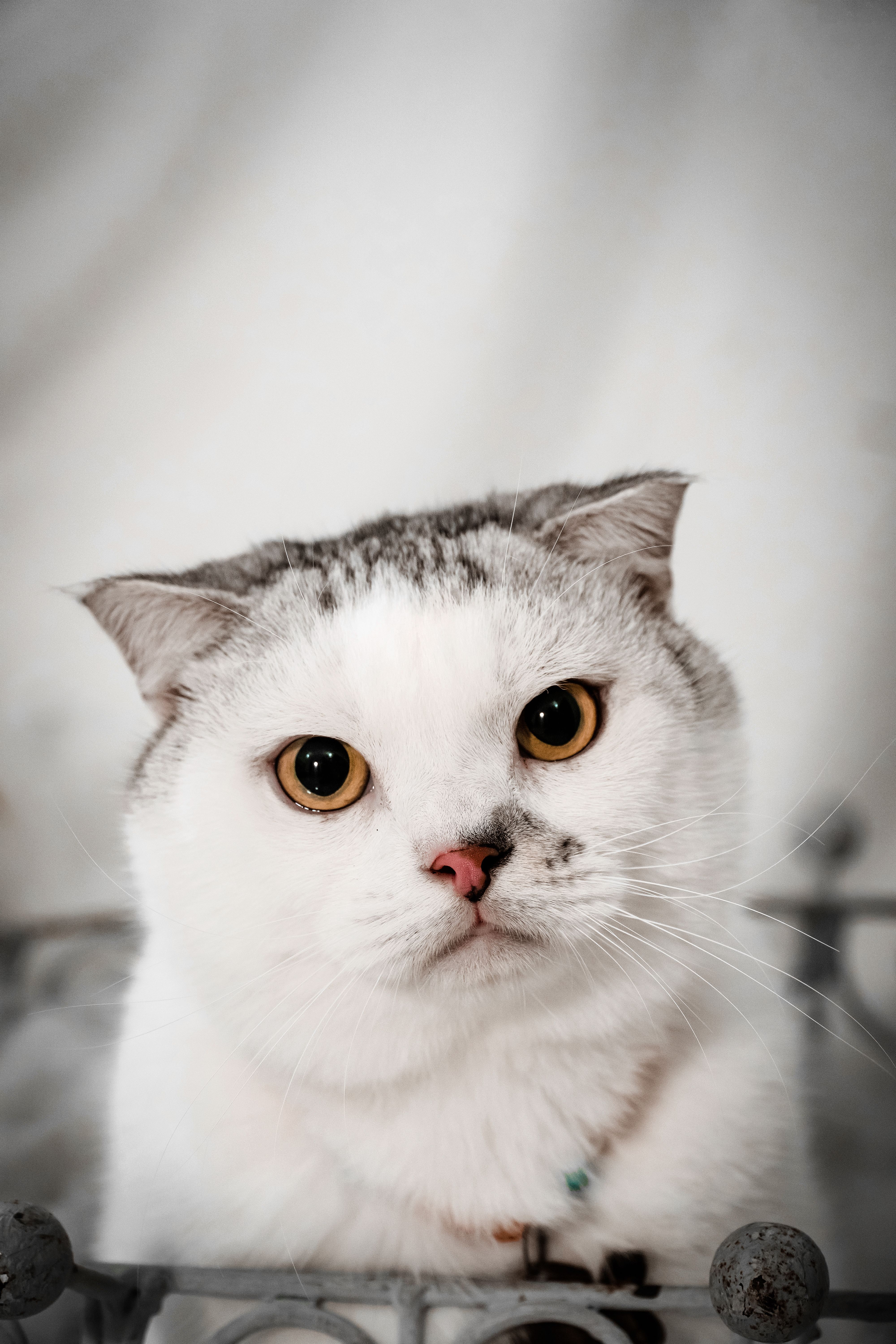 Portrait of Cute White Cat · Free Stock Photo