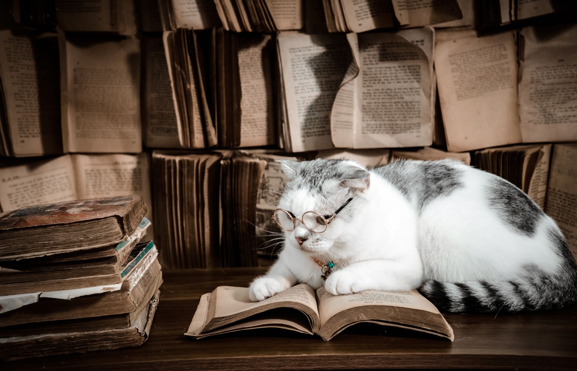 A cute domestic cat with glasses reading a book surrounded by old books in a cozy room.
