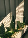 Shadows of Shutters on Potted Plants