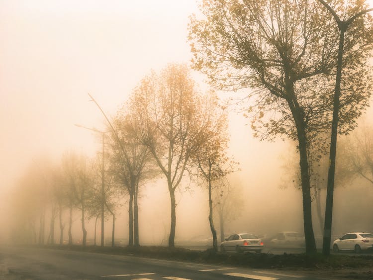 Trees On Road With Cars In Fog