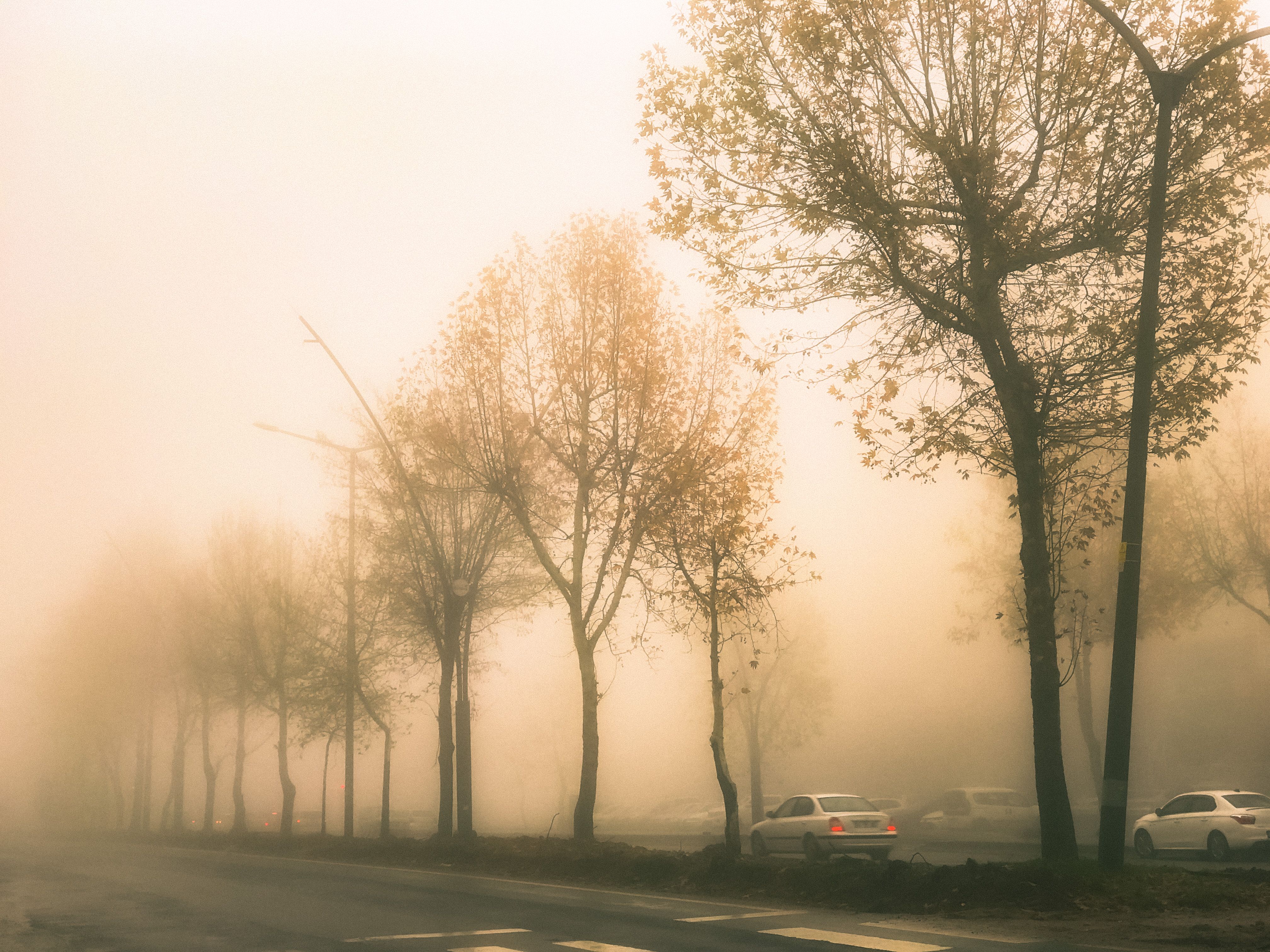 Trees on Road with Cars in Fog · Free Stock Photo