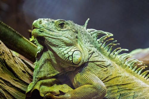 Close-up of Lizard Sitting on Wood 